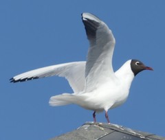 Chroicocephalus ridibundus
