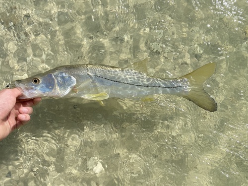 Common Snook
