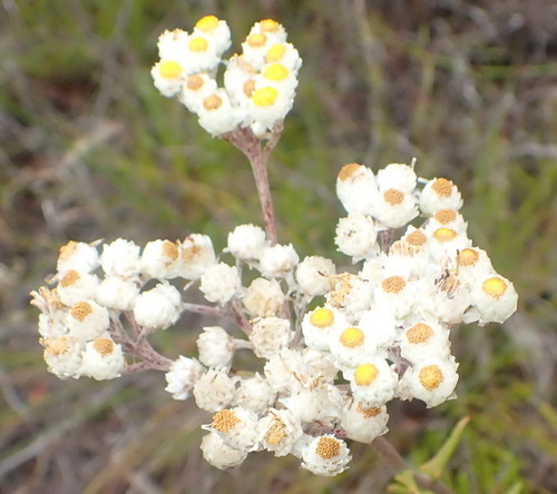 Image of Helichrysum felinum by (c) Nicola van Berkel, some rights reserved (CC BY-SA)