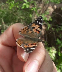 Vanessa cardui