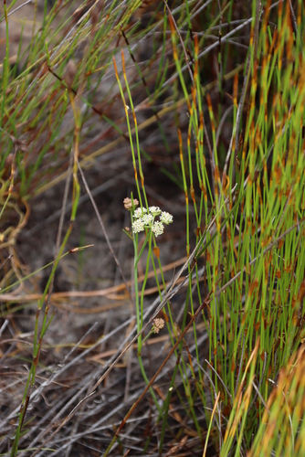 Image of Itasina filifolia by (c) Tony Rebelo, some rights reserved (CC BY-SA)