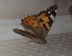 Vanessa cardui