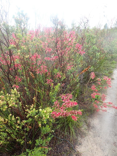 Image of Erica densifolia by (c) Nicola van Berkel, some rights reserved (CC BY-SA)