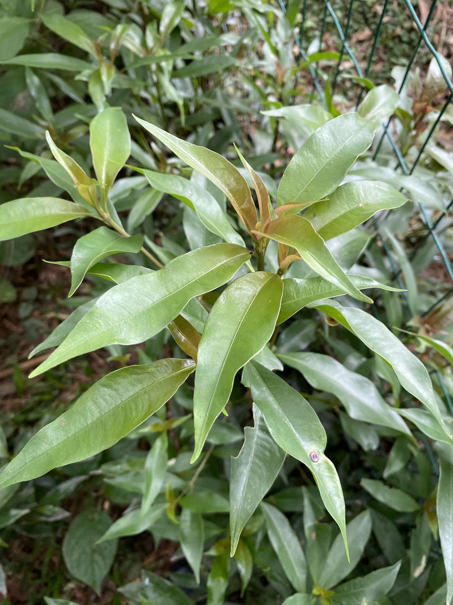 Palicourea sessilis