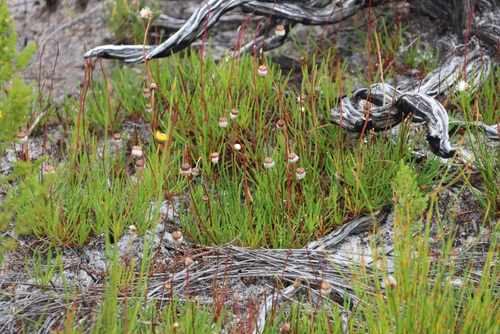 Image of Ursinia tenuifolia by (c) Tony Rebelo, some rights reserved (CC BY-SA)