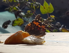 Vanessa cardui