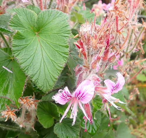 Image of Pelargonium cordifolium by (c) Nicola van Berkel, some rights reserved (CC BY-SA)