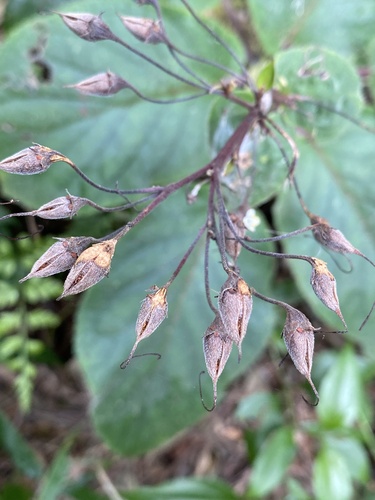 Sinningia douglasii