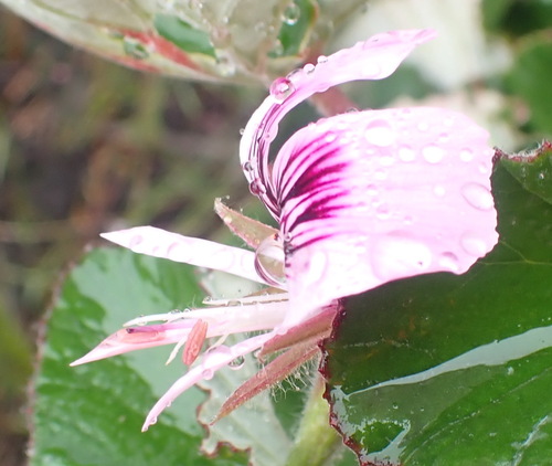Image of Pelargonium cordifolium by (c) Nicola van Berkel, some rights reserved (CC BY-SA)