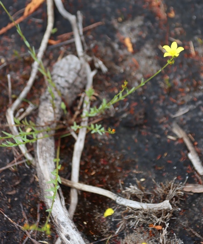Image of Linum africanum by (c) Tony Rebelo, some rights reserved (CC BY-SA)