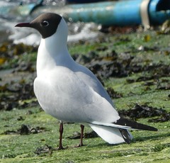 Chroicocephalus ridibundus