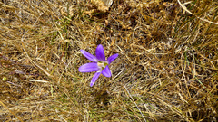 Brodiaea elegans elegans