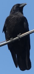 Corvus corone
