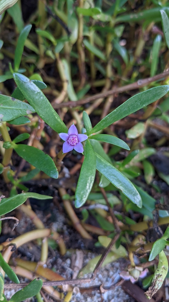 Sesuvium portulacastrum L.