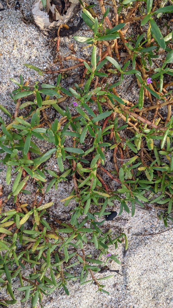 Sesuvium portulacastrum L. 2
