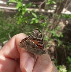 Vanessa cardui