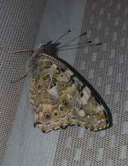 Vanessa cardui