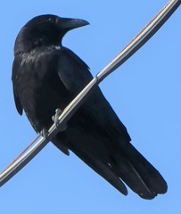 Corvus corone