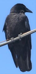 Corvus corone