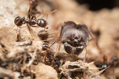 Pheidole rhea