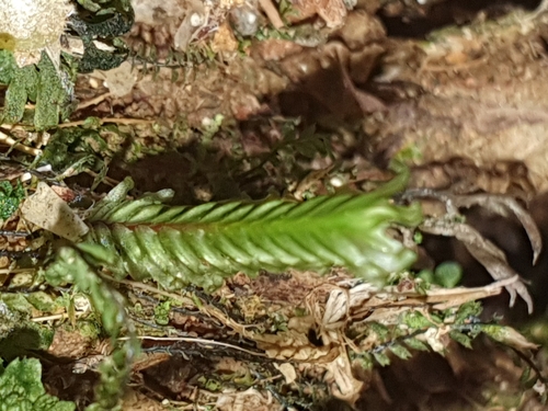 Fissidens polypodioides observed 2023-11-26