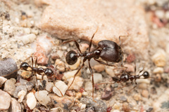 Pheidole rhea