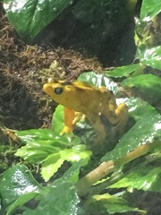 Atelopus zeteki