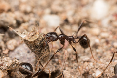 Pheidole rhea