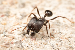 Pheidole rhea