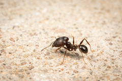 Pheidole rhea