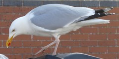 Larus argentatus