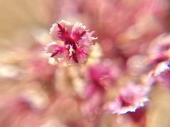 Amaranthus fimbriatus