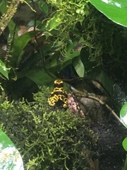 Dendrobates leucomelas
