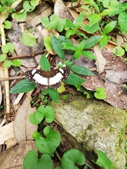 Janatella leucodesma