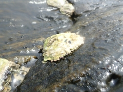Saccostrea