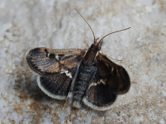Titanio normalis