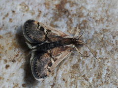 Titanio normalis