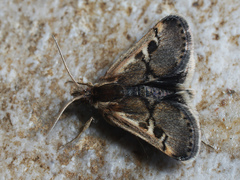 Titanio normalis
