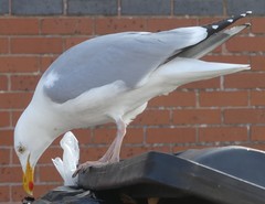 Larus argentatus