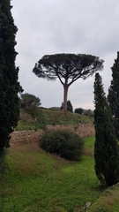 Pinus pinea