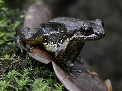 Palm Rocket Frog photo 2