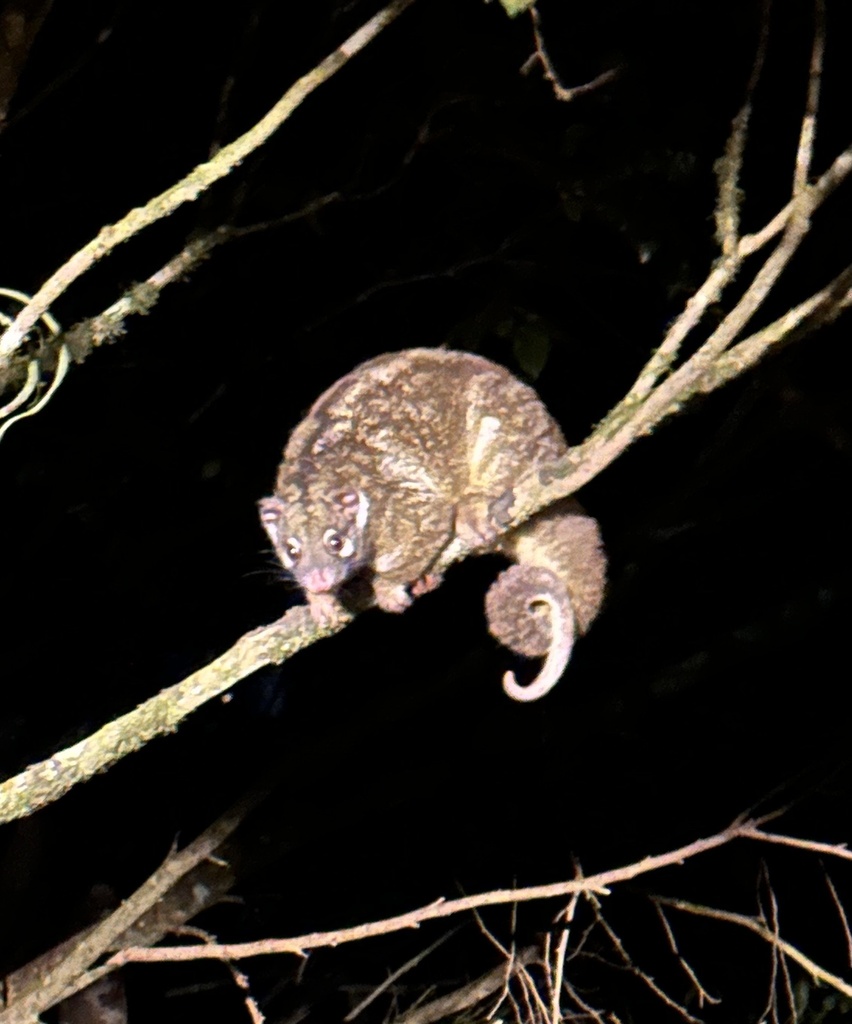 Green Ringtail from Centenary Dr, Atherton, QLD, AU on November 18