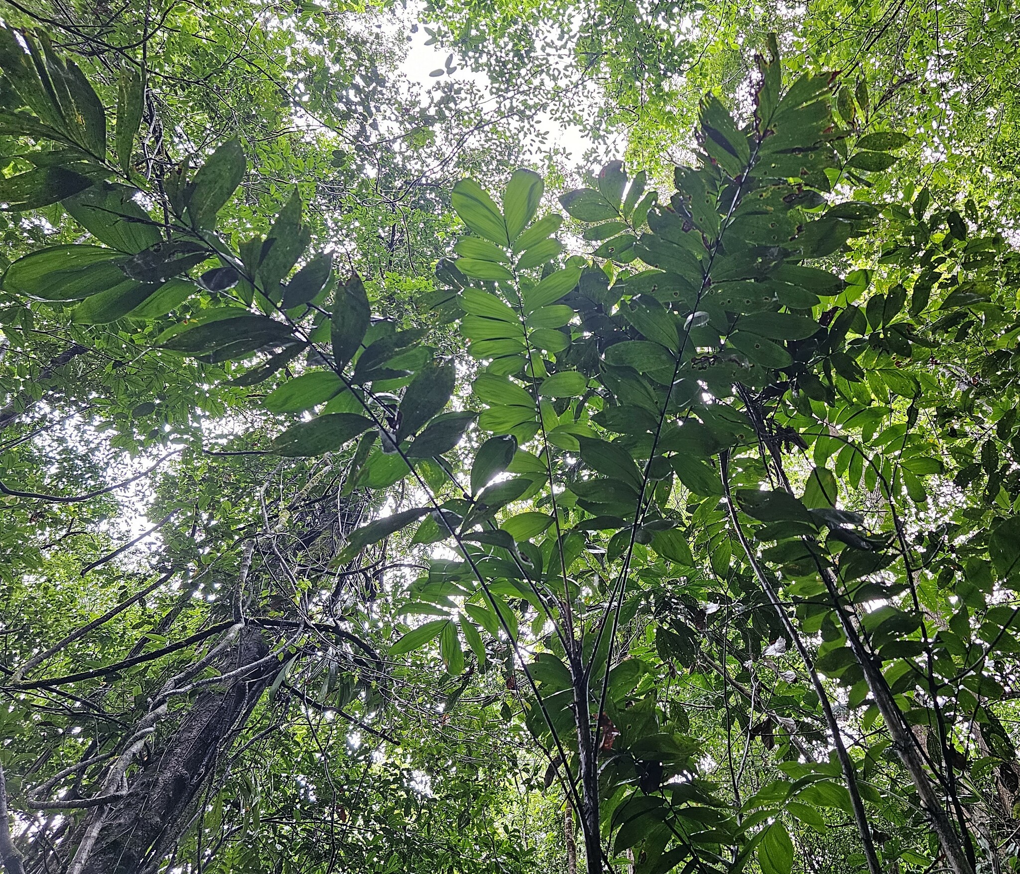 Imagem de Marajá
