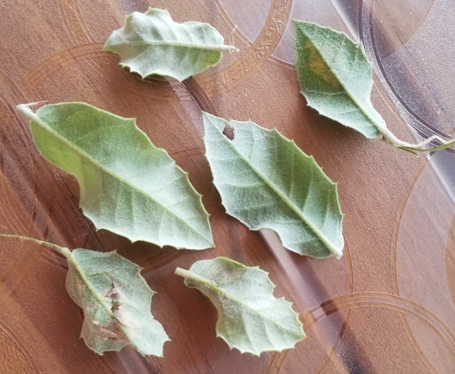 psotka Brongniardova (Acrocercops brongniardella)