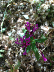 Clarkia concinna