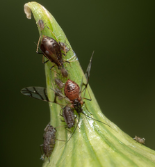 Neotoxoptera formosana