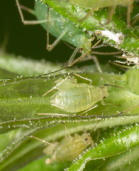 Myzus persicae
