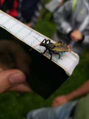 Apiomerus ochropterus