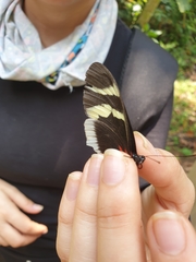 Heliconius eleuchia