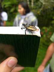 Apiomerus ochropterus